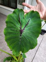 บอนนา แมงมุม แม่ม่ายดำ แบล๊ควินโด โคโลคาเซีย Black Widow Colocasia