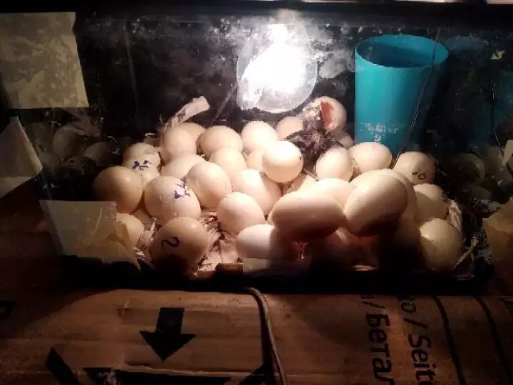 ตู้ฟักไข่-รับรองได้ผลจริงโดยทีมงานพันธ์พืชการเกษตร-ใช้งานฟักได้-ไก่-นก-เป็ด-ห่าน-และสัตว์ออื่น