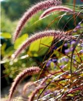 ต้นกล้าหญ้าแดงแม็กซิกันจำนวน5ต้น (Red Fountain grass)?????