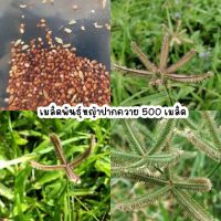 หญ้าปากควาย 500 เมล็ด