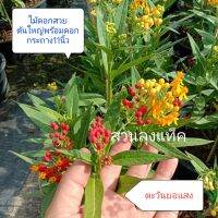 ตะวันยอแสง Butterfly Weed ต้นไฟเดือนหา ดึงดูดผีเสื้อ ผีเสื้อชอบ สรรพคุณเป็นยา ไม้ดอก สวนลุงแท็ค