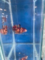 Betta fish โค่ย กาแล็กซี นีโม่ (คละ)