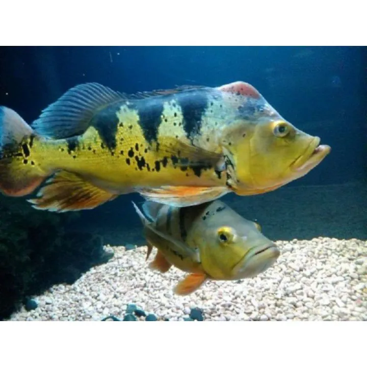 peacock bass monoculus