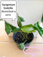 Syngonium Godzilla
ต้นห่อเงินห่อทอง​ด่างแคระ​กระถาง​4นิ้ว ระบุ​ต้น​ได้คะ​