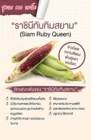 เมล็ดพันธฺุ์ข้าวโพดผลไม้ทับทิมสยาม ชุด100เมล็ด