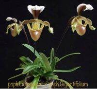 กล้วยไม้รองเท้านารี Paphiopedilum Liemianum x Gigantifolium เป็นไม้เมล็ด ต้นแข็งแรงสมบูรณ์มากปลูกในกระถางขนาด 5.5 นิ้ว รูปดอกไม้ที่นำมาลงเป็นภาพจากInternet