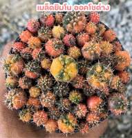 [ถูกที่สุด] เมล็ดแคคตัสยิมโนออคโชด่าง Gymnocalycium ochoterenae cactus and succulent plants seed กระบองเพชร ไม้อวบน้ำ แคคตัสเรนโบว์