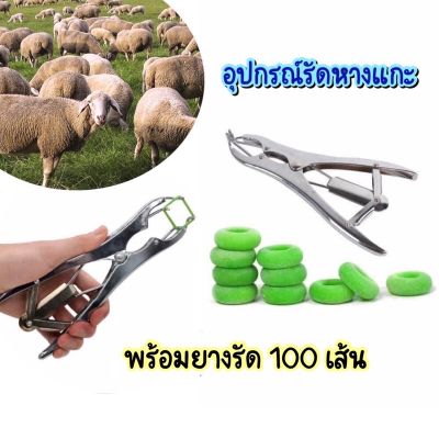 คีมรัดหางแพะ - แกะ พร้อมยางรัด100 เส้น