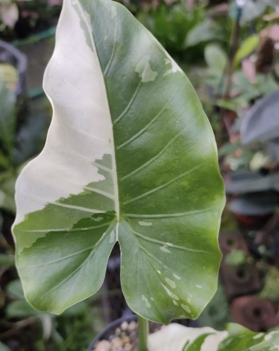 ต้นไม้สวยๆ-alocasia-okinawa-silver-บอนโอกินาว่า-สวยดูดี-มีเสน่ห์-ใบลักษณะใบ-เหมือนใบโพธิ์รูปหัวใจ-ก้านจะโค้งงอ-อ่อนช้อย-มีลีลาที่-พริ้ว