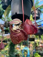 หม้อข้าวหม้อแกงลิง (หม้อลาย) หม้อใหญ่ หม้อโต ต้นไม้กินแมลงหม้อใหญ่  Flask-Shaped Pitcher-Plant เป็นไม้ประดับหายากจัดส่งในกระถาง 6 นิ้ว หม้อข้าวหม้อแกงลิง ต้นไม้กินแมลงหม้อใหญ่ เป็นไม้ประดับหายาก ใกล้สูญพันธุ์ พืชมหัศจรรย์ พืชกินสัตว์