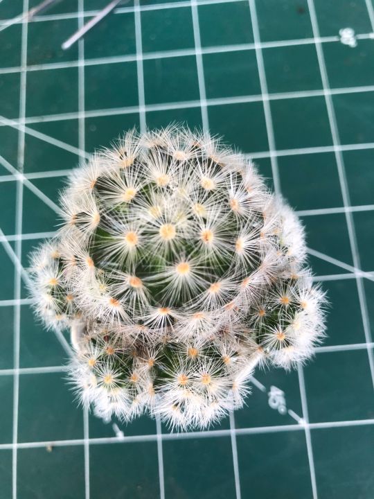 กระบองเพชร-แคคตัส-แมมมิลาเรีย-คามิเน่ขาว-mammillaria-carmenae-แคคตัส-กระบองเพชร