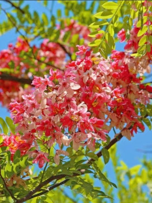 ต้นชัยพฤกษ์-ปลุกเป็นไม้มงคล-ดอกสีชมพูสวยมาก-ต้นพร้อมปลูก-สูง25-35ซ-ม-3-ต้นแถม-1-ต้น-แบบเพาะเม็ด