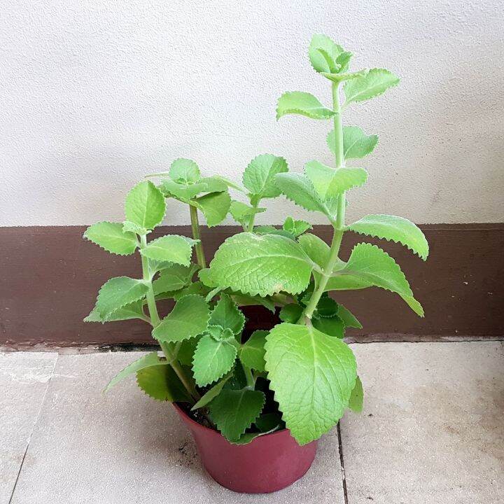 Oregano Plant with free Fertilizer Lazada PH