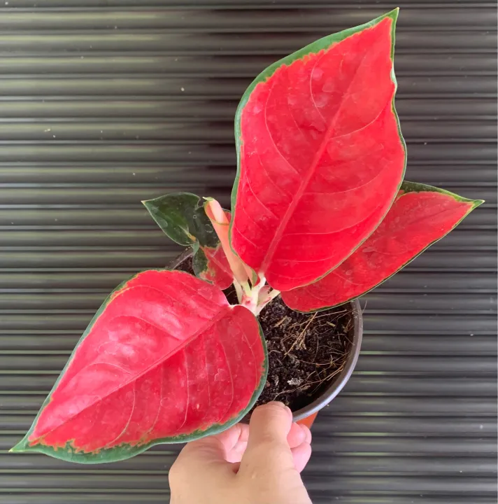 Aglaonema Suksom Jaipong MEDIUM | Lazada PH
