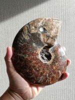 ? หินฟอสซิลแอมโมไนต์ แทรกด้วยเเร่ไพไรต์ ขนาดใหญ่ ? 1,591 กรัม( Ammonite with Pyrite Fossils ) ไซส์เบิ้ม?ฟอสซิลค่อนข้างมีความสมบูรณ์มาก