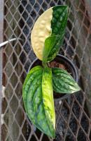 Monstera karstenianum Variegated