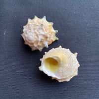 หอยทากม้าน้ำสีเหลือง yellow seahorse snail shell 2.5-3cm