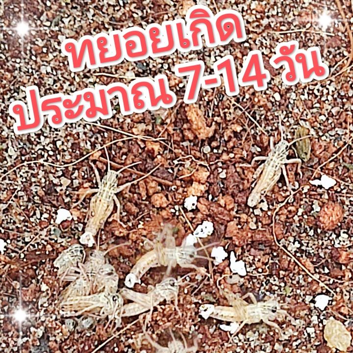 ไข่ตั๊กแตน-ไข่ตั๊กแตนปาทังก้า-น้ำหนัก-50-กรัมแถมฟรีอีก-10-กรัม-ราคาพิเศษ