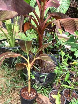 กล้วยแดงอินโดต้นขนาดใหญ่ ไม้หน่อ ต้นกล้วยแดงอินโดใบด่างจากแม่ลายพายุฝน Musa Siam Ruby หน่อกล้วยสูง 70-90% ตามขนาดใบชู พร้อมปลูกลงดินได้เลย จัดส่งพร้อมกระถาง 6 นิ้ว