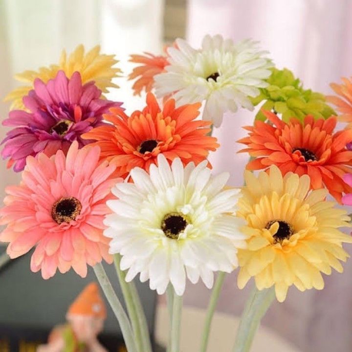 เมล็ดพันธุ์-ดอกเยอร์บีร่า-gerbera-mix-คละสี-บรรจุ-10-เมล็ด