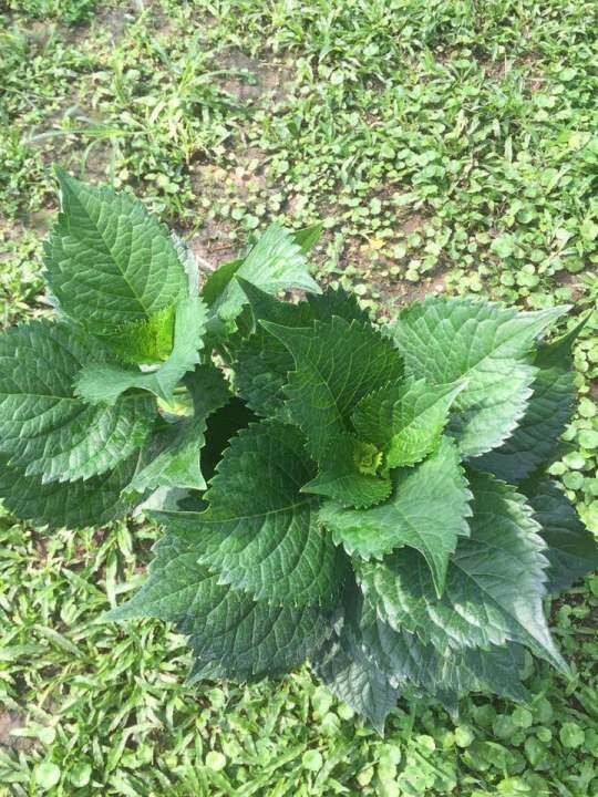 ไฮเดรนเยียพันธุ์หนัก-ดอกใหญ่สีสด-สีเข้ม-ดอกช่อใหญ่พุ่มสวย