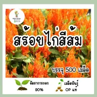 เมล็ดพันธุ์ สร้อยไก่สีส้ม 500เมล็ด เมล็ดพันธุ์ OPแท้ อัตราการงอกสูง?