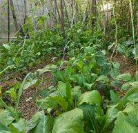 เมล็ดผักกาดชาวเขาใบเรียบ(hilltribe lettuce seeds)(หายาก)รสเฝื่อนนิดๆ รสชาติคล้ายกวางตุ้งแต่ปลูกง่ายกว่าคะน้าและกวางตุ้งไม่ต้องใช้ยาฆ่าแมลง(พันธุ์แท้ สามารถเก็บเมล็ดทำพันธุ์ต่อได้)