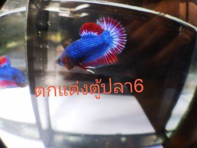 ตกแต่ง​ตู้ปลา​ สีธงชาติ​ ผ1แถม​ ม1​ สวยคุ้มเกินราคา​ อ่าง12