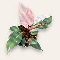 ฟิโลเดนดรอน เจ้าหญิงสีชมพู ไซส์กลาง Pink Princess Philodendron