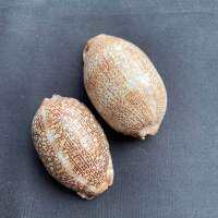 สังข์อาหรับ Beautiful natural shiny sea cowrie shells