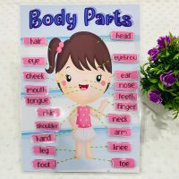 สื่อการสอนภาษาอังกฤษ หมวดร่างกาย (Body parts)