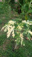 เมล็ดพันธุ์มะละกอด่างของแท้ Papaya variegata seed เมล็ดพันธุ์แท้ คุณภาพดี ราคาถูก