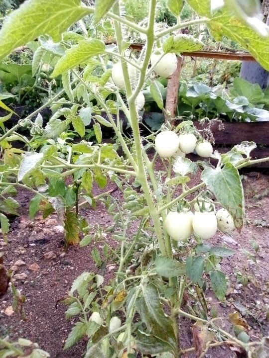 Kamatis Tomato Seeds Lazada Ph 7820