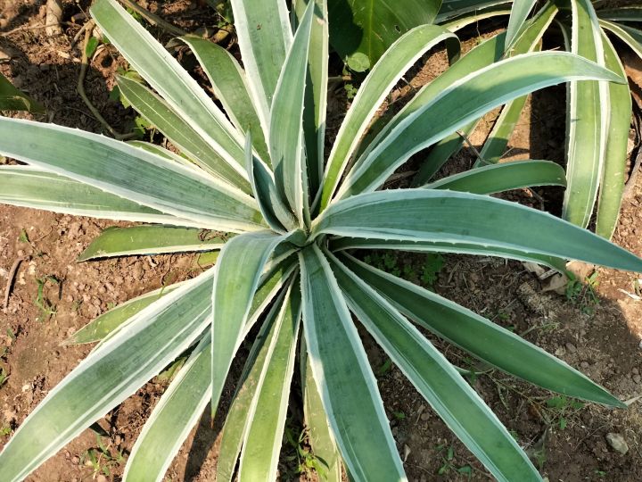 อากาเว่-agave-ป่านศรนารายณ์-จัดสวน-เสริมฮวงจุ้ย-2ต้นที่เหลือในรายละเอียดด้านล่างค่ะ