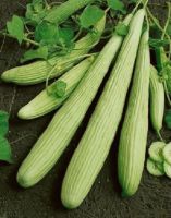 เมล็ดพันธุ์ แตงกวา ยาว แตงกวา ยักษ์ อาเมเนียน (Armenian Yard long Cucumber Seed) บรรจุ 10 เมล็ด