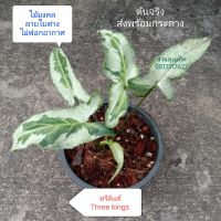 ทรีคิง ทรีคิงส์ Podophyllum Variegata Three Kings เงินไหลมา สามกษัตริย์ ส่งพร้อมกระถาง สวนลุงแท็ค