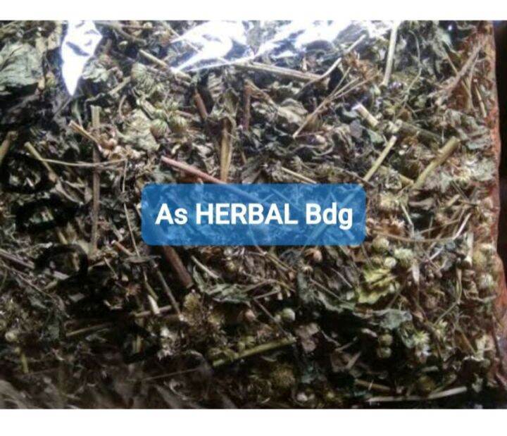 Daun Bandotan Kering Asli 250 Gram Lazada Indonesia 5364