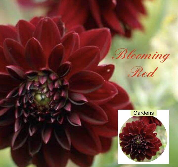 Blooming Red Dahlia Rare Flower Seed Lazada PH