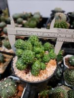 แมมบร็อคโคลี่ Mammillaria Spinosissima Un Pico Montrose แคคตัส กระบองเพชร cactus&amp;succulent กระถาง 4 นิ้ว พร้อมส่งค่ะ สวนขายเอง