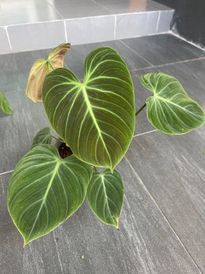 Philodendron El Choco Red ฟิโลเอลโชโคเรด ใบกำมะหยี หลังใบสีแดง