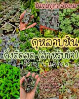 กุหลาบหิน succulent กิ่งตัดสดกุหลาบหิน พร้อมส่ง สต็อกแน่นๆ