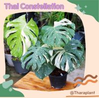 มอนเตอร่าไทคอน Monstera Thaicon Constellation ไทคอน ด่าง มอนด่าง ไม้ยอด รากเดินดี ลายสวย