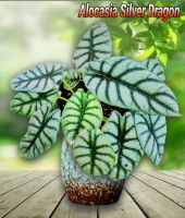 อโลคาเซียซิลเวอร์ดรากอน  (Alocasia Silver Dragon) อโลคาเซีย มังกรเงิน