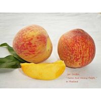 กล้าลูกพีช?? พันธุ์ ทรอปิค บิวตี้ ( Tropic Beauty Peaches ) :   (มาจากการเสียบยอดโดยใช้ลูกท้อจีนเป็นต้นตอ / กล้าสูงประมาณ 30-40ซม. )