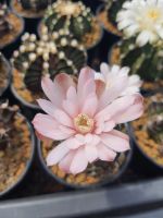 ยิมโนคาไลเซียม (Gymnocalycium) จำนวน 3 ต้น ขนาด 5 cm