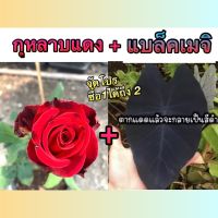 ต้นกุหลาบ ซื้อ 1️⃣ + 1️⃣ ต้นกุหลาบแดง❤️+?บอนดำแบล็คเมจิ ในราคาเพียง 8️⃣2️⃣ บาท (7วันนี้เท่า) กุหลาบต้นสวยๆรากเดินดี แบล็คเมจิรากเยอะๆสามารถชำกับที่ชุ่มๆได้เลย พร้อมสวยประดับสวนบ้านลูกค้าทุกท่าน ❤️