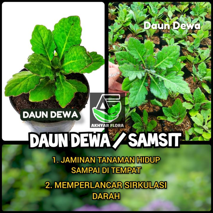 Tanaman Herbal Daun Dewa Bibit Tanaman Obat Dewa Pohon Dewa Lazada