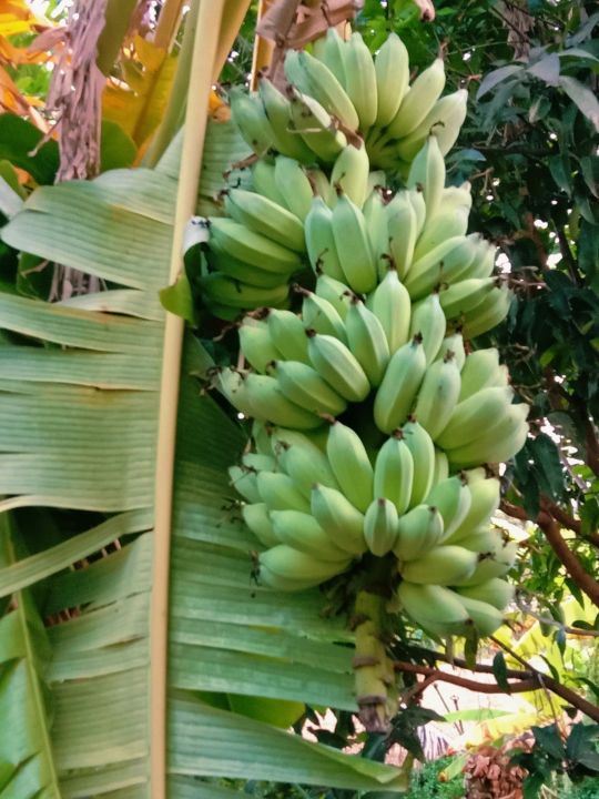 หน่อกล้วยน้ำหว้ามะลิอ่อง-ลูกใหญ่-ชุด-10-20ต้น-สุดคุ้ม
