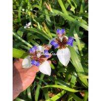 ไอริสบลู Iris blue ไม้ฟอกอากาศ แบบถุง ดอกสีสวย✨