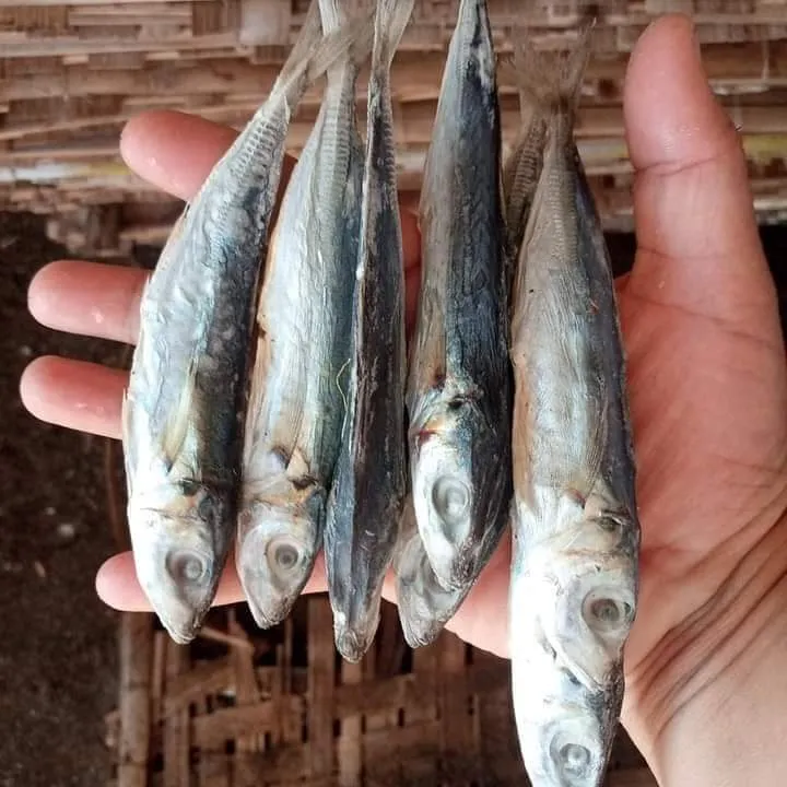 GALUNGGONG DRIED FISH 1/2 KILO | Lazada PH